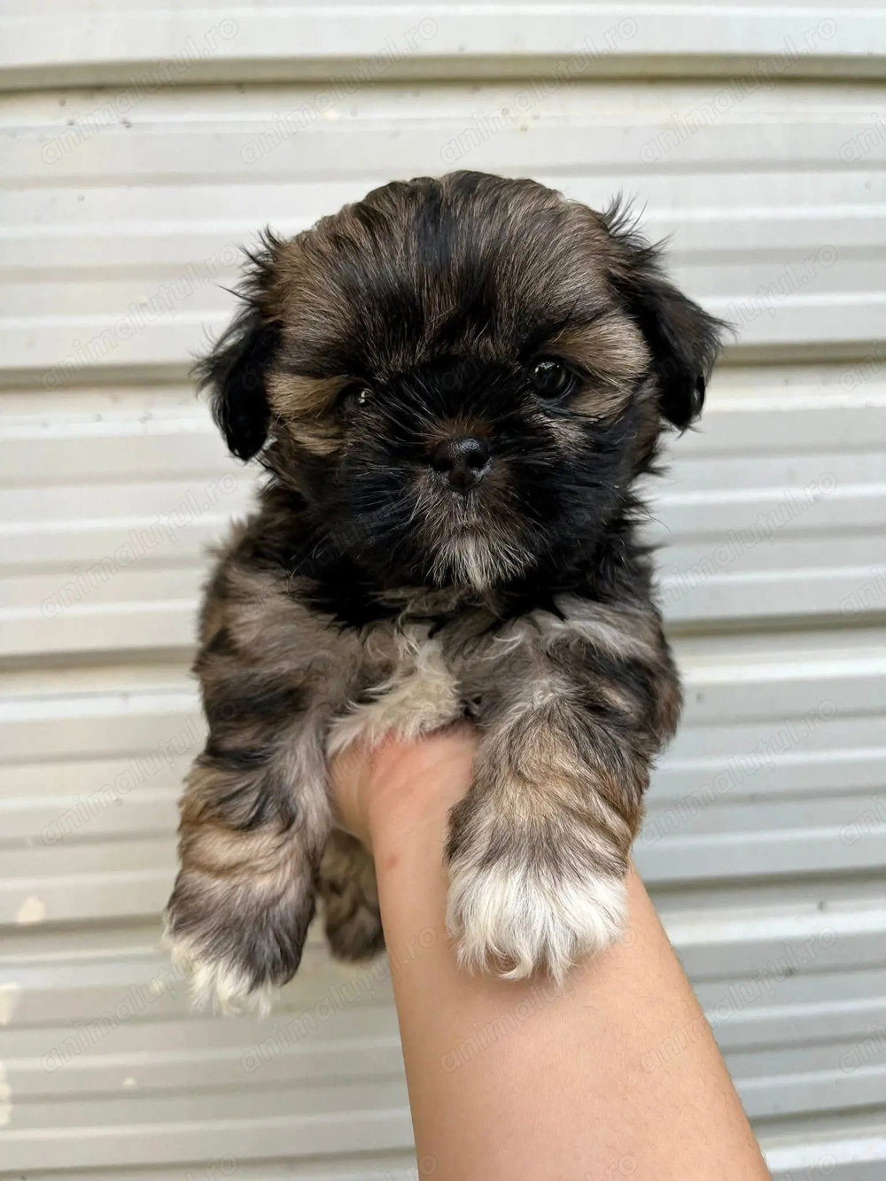 Fetițe Shih-Tzu Shitzu 