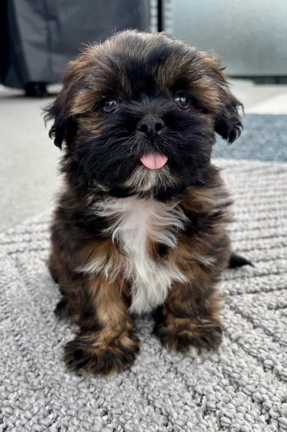 Fetița Shih-Tzu