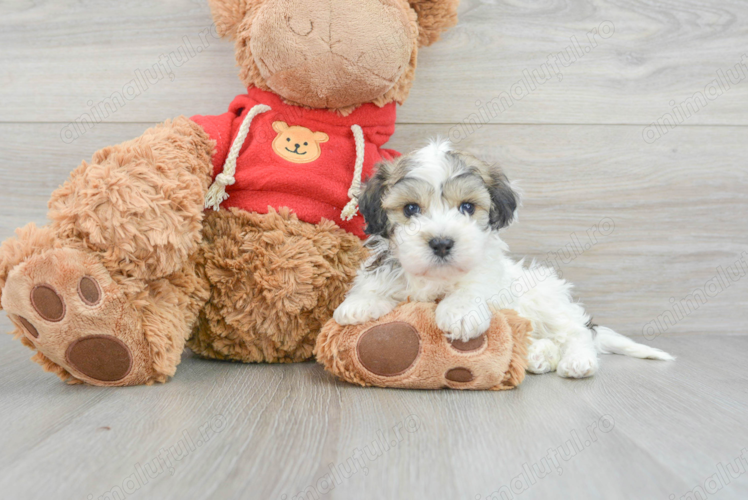 Bichon havanez superbi