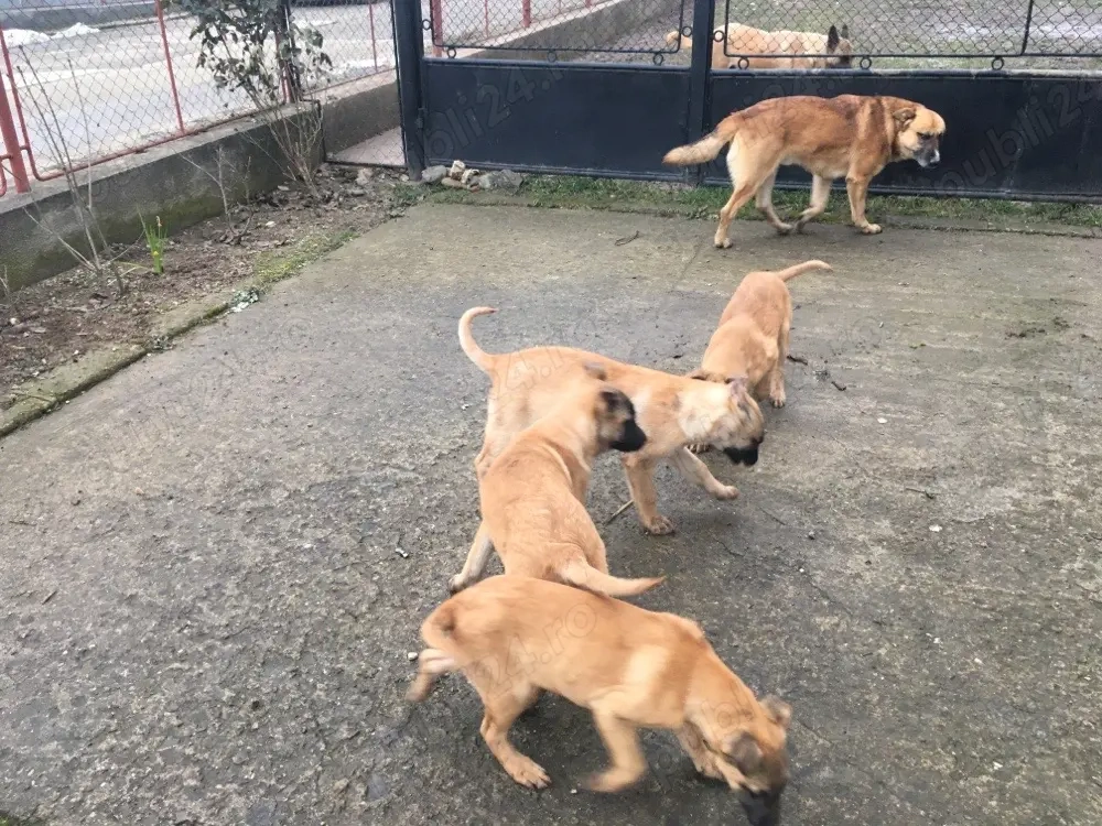 Donez cateluse ciobanesc belgian