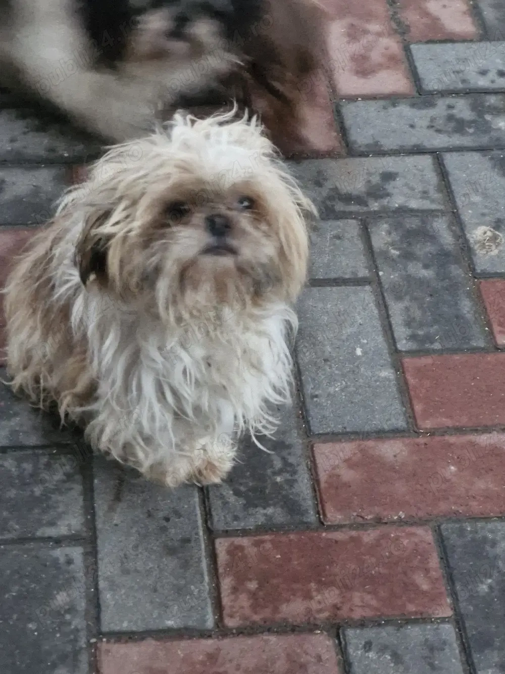 Vând fetiță shih-tzu 