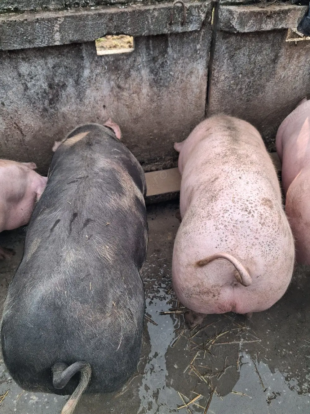 vind porci  intre 120-150