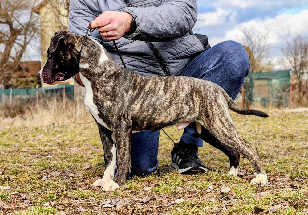 Pui Amstaff cu pedigree 