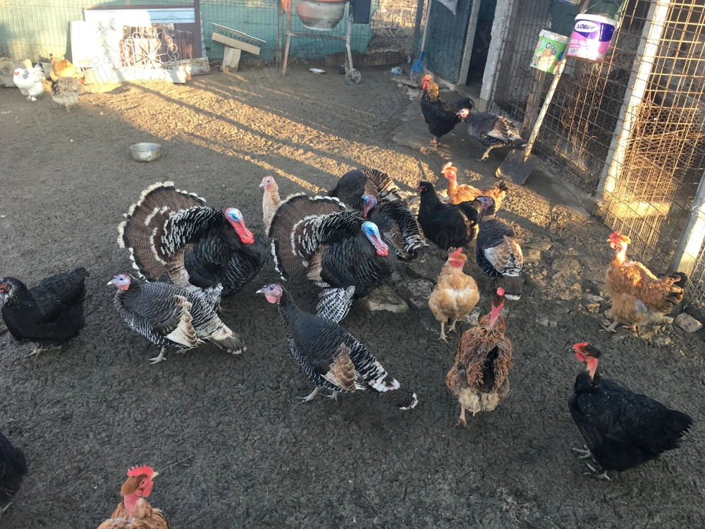 Curci și curcani disponibili..