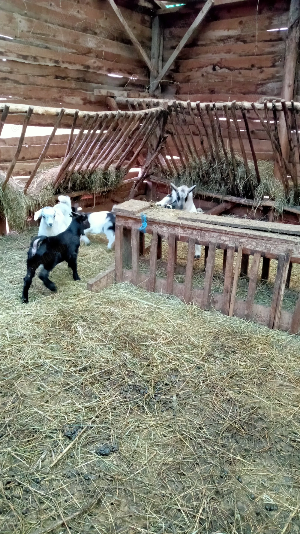 Vând capre bune de lapte 