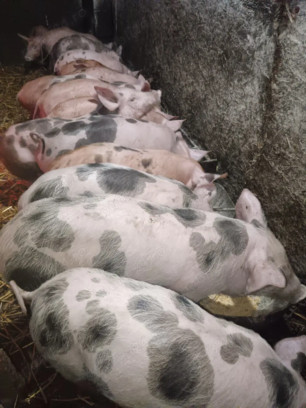 Vând purcei rasa Pietran si Duroc 