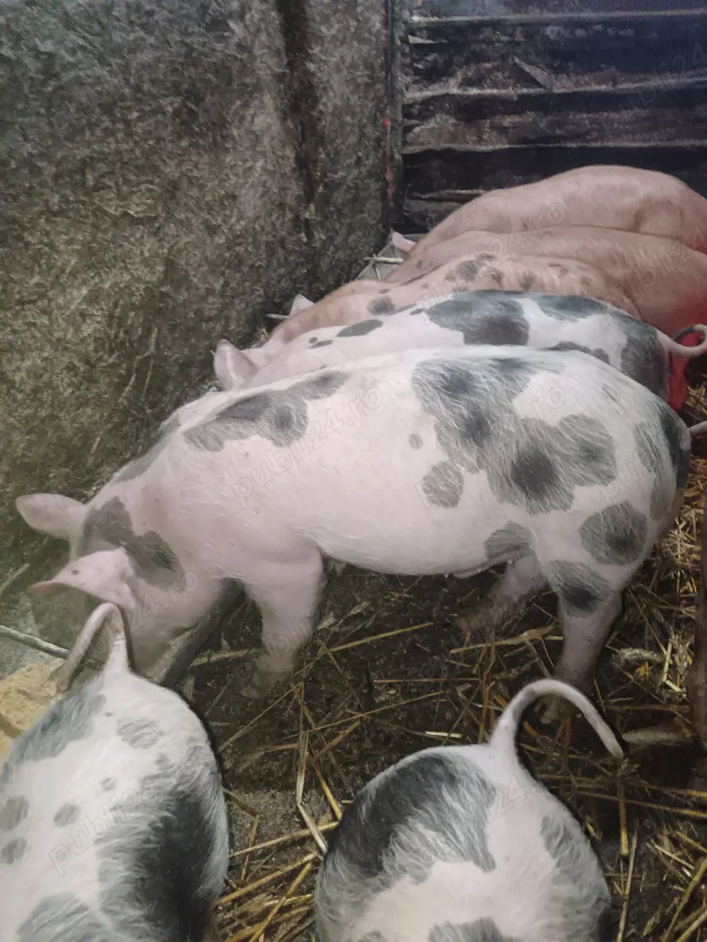 Vand purcei rasa Pietran si Duroc 