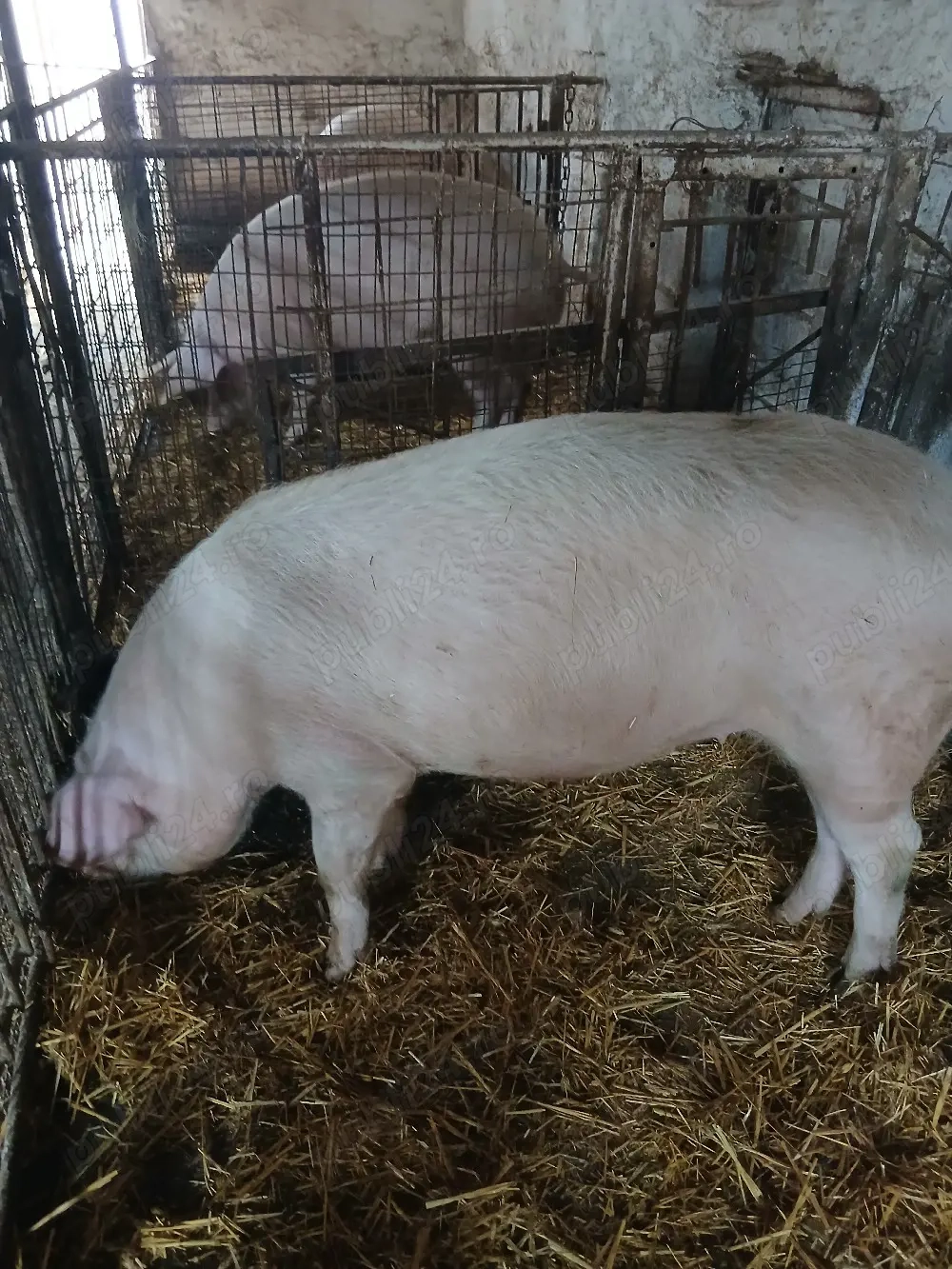 vand scrofita gestanta