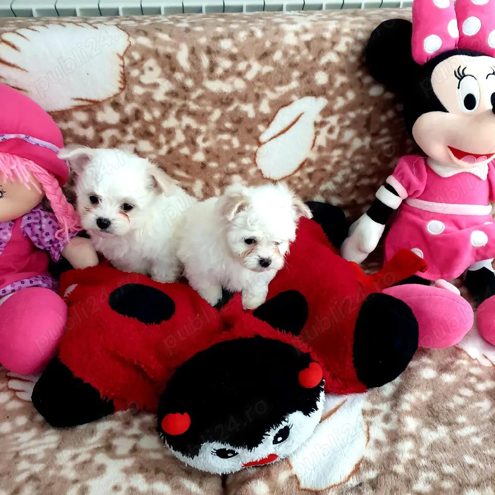Bichon Maltez 6 săptămâni