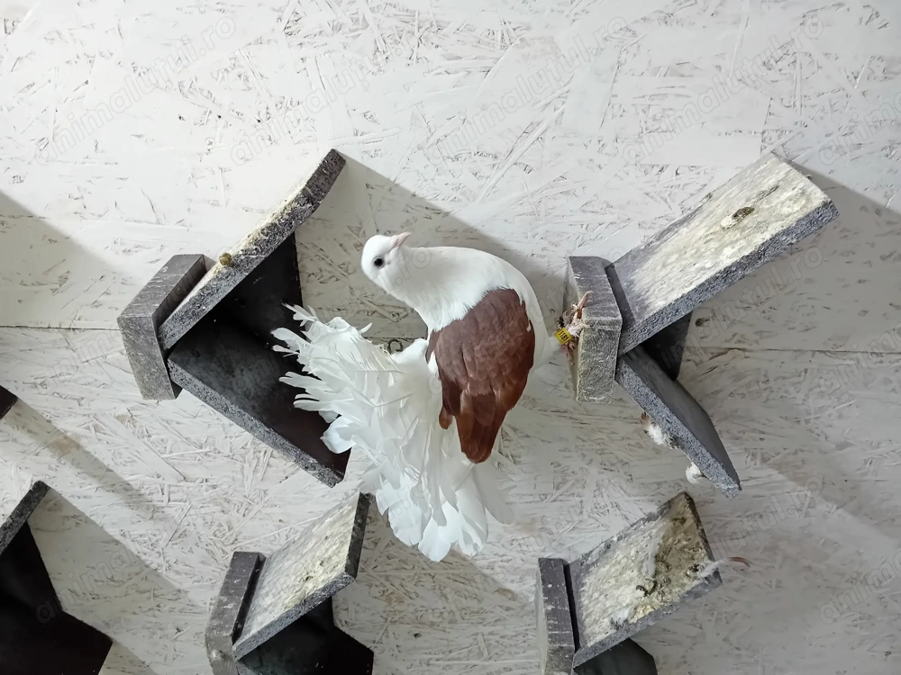 Porumbei voltati curcani