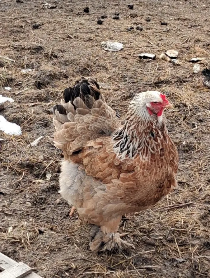 Oua Brahma de incubat