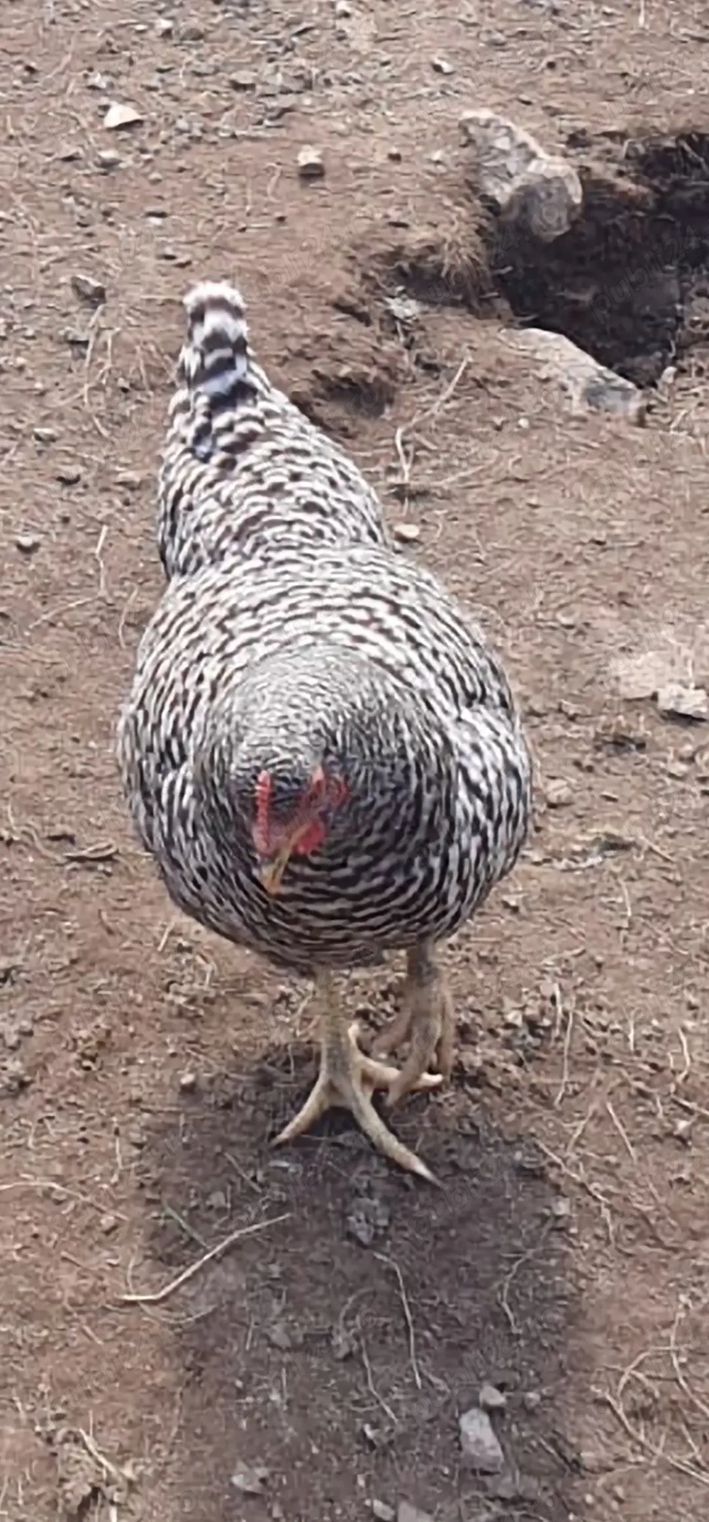 Vând 100 de găini ouătoare