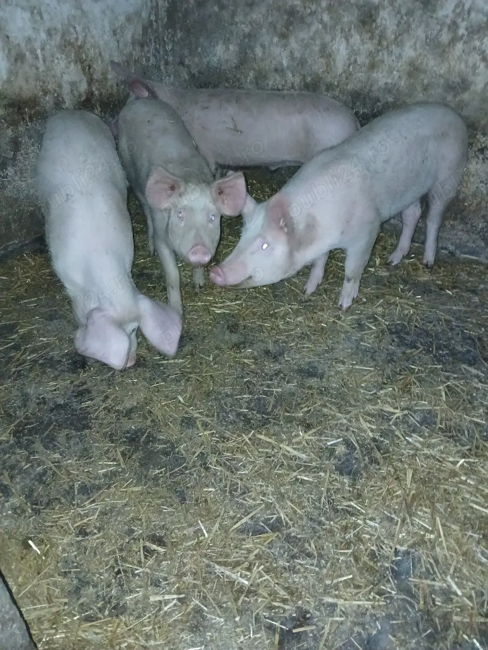 de vânzare,  doua grasune.