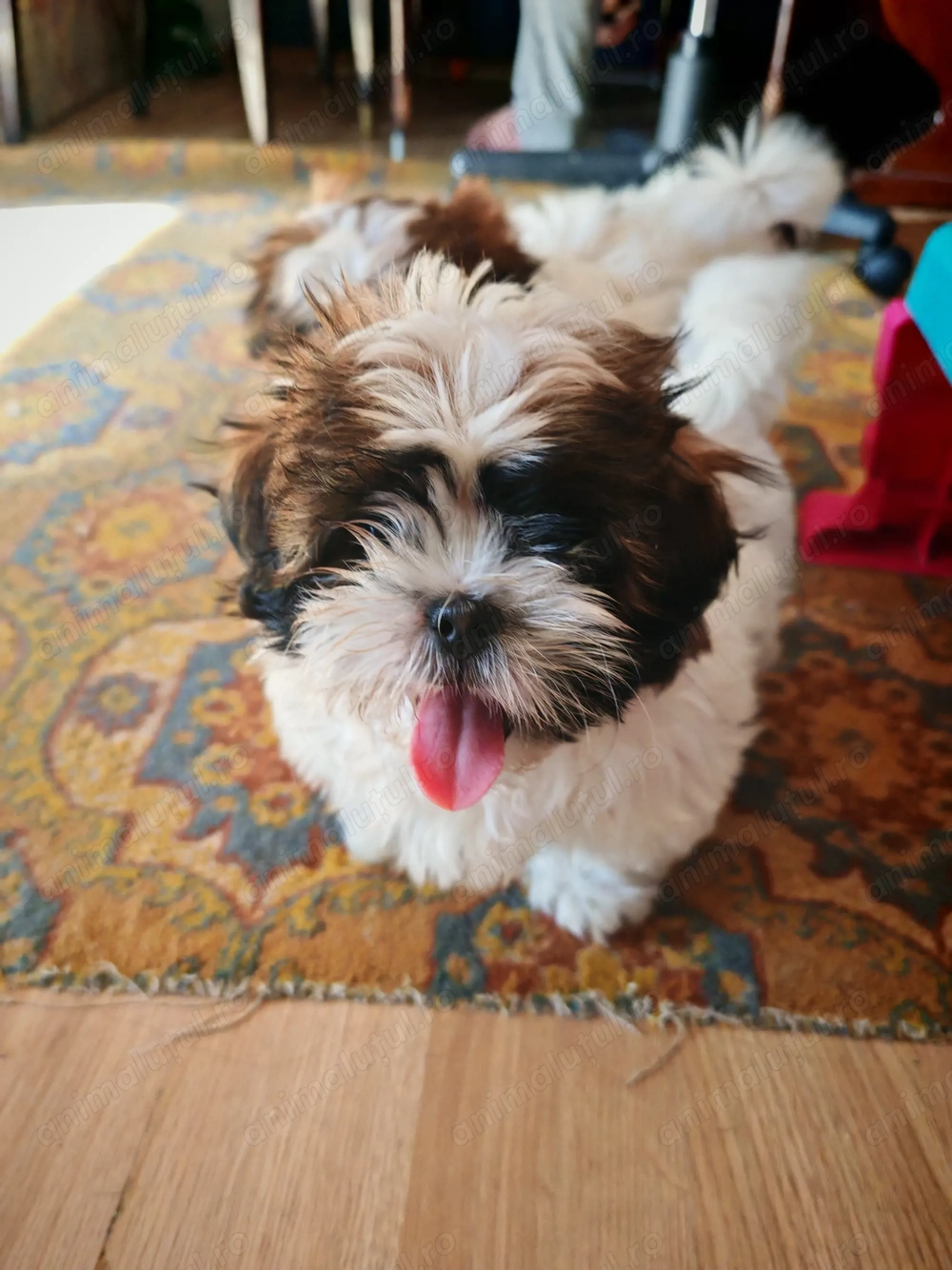 Vând puiuți shitzu