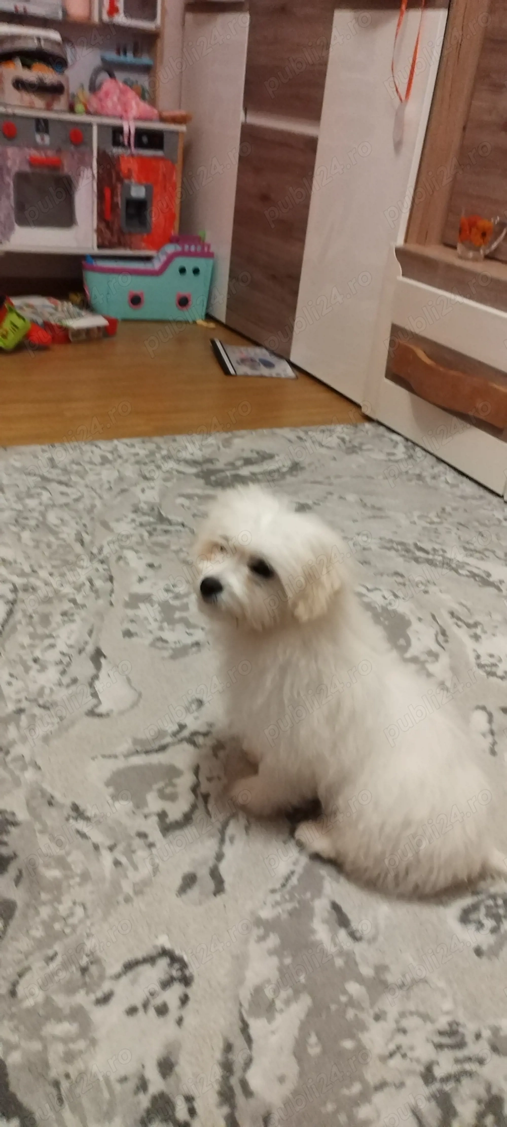 Bichon maltez baiat 