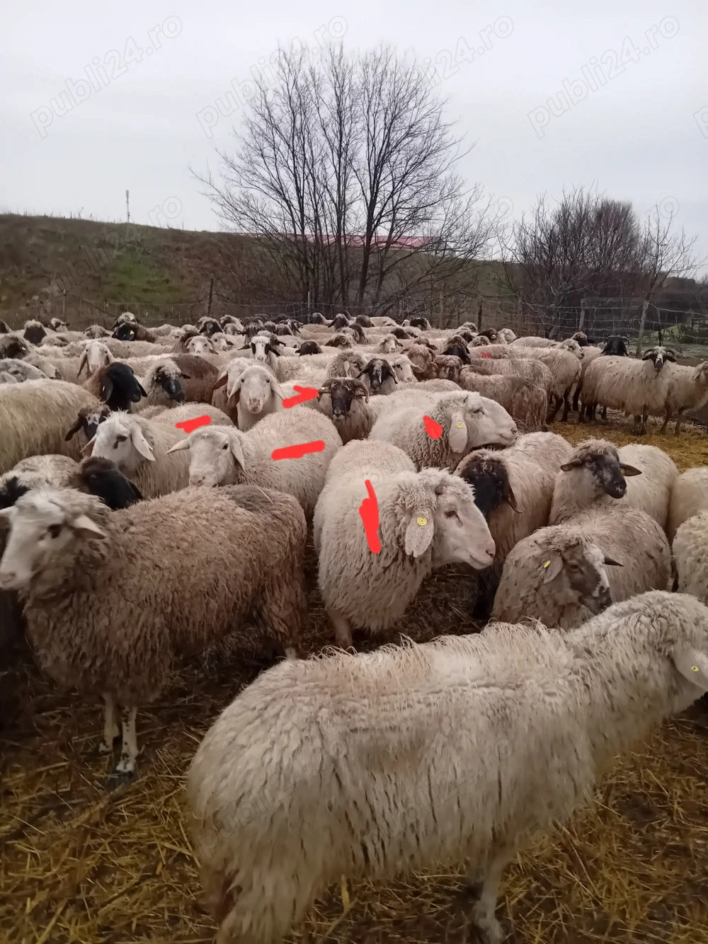 Vand berbeci tineri!