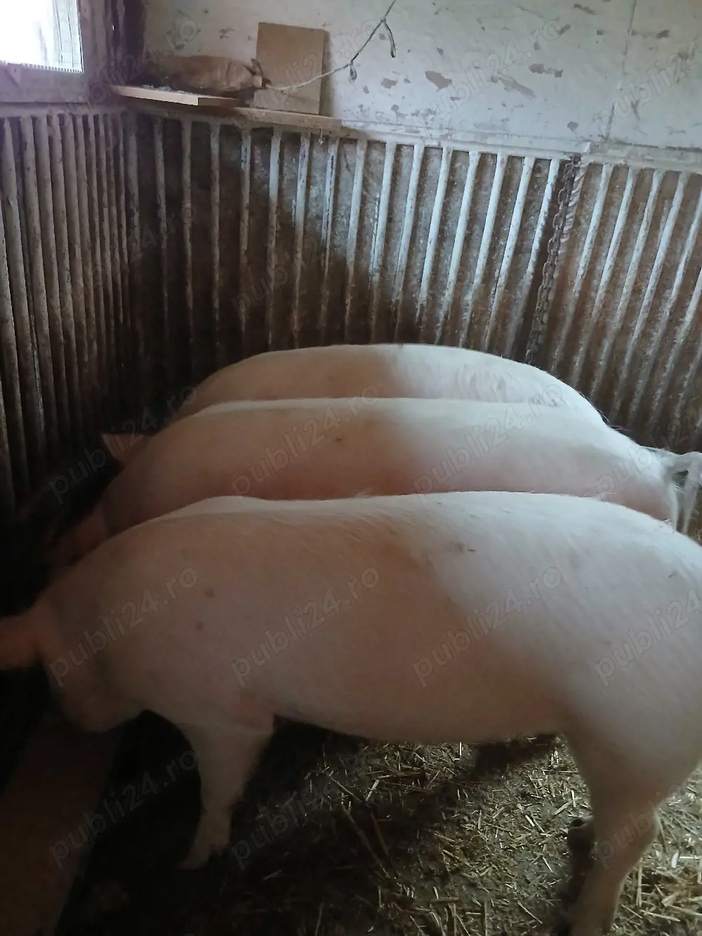 porci  de carne pt taiat