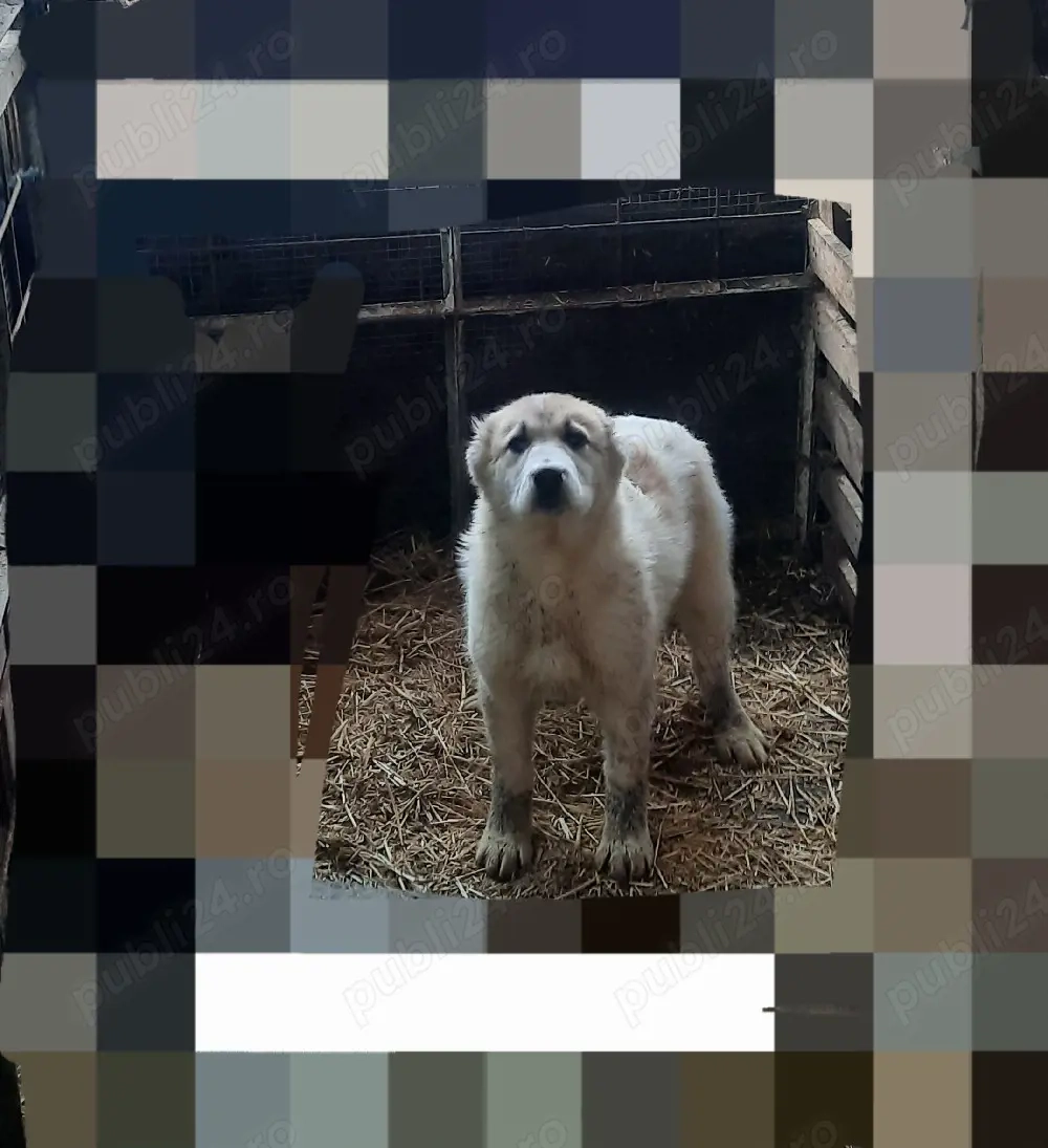 Femela Asia Centrală