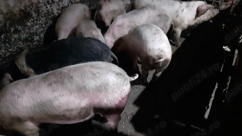 Vând  opt  șoldani