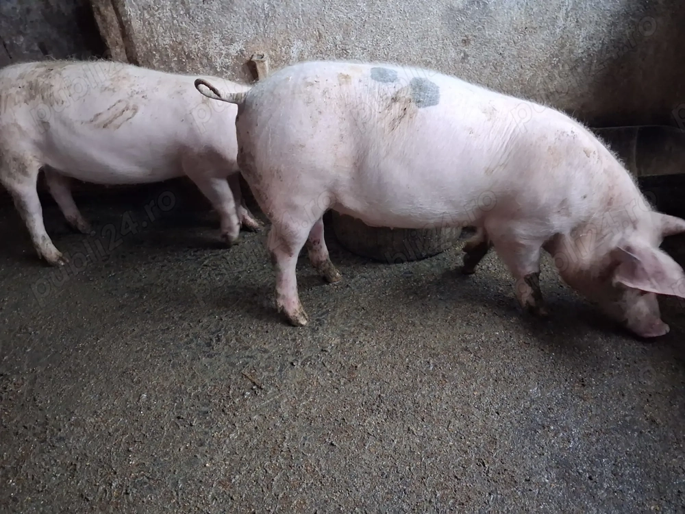 Vind pereche pietrani