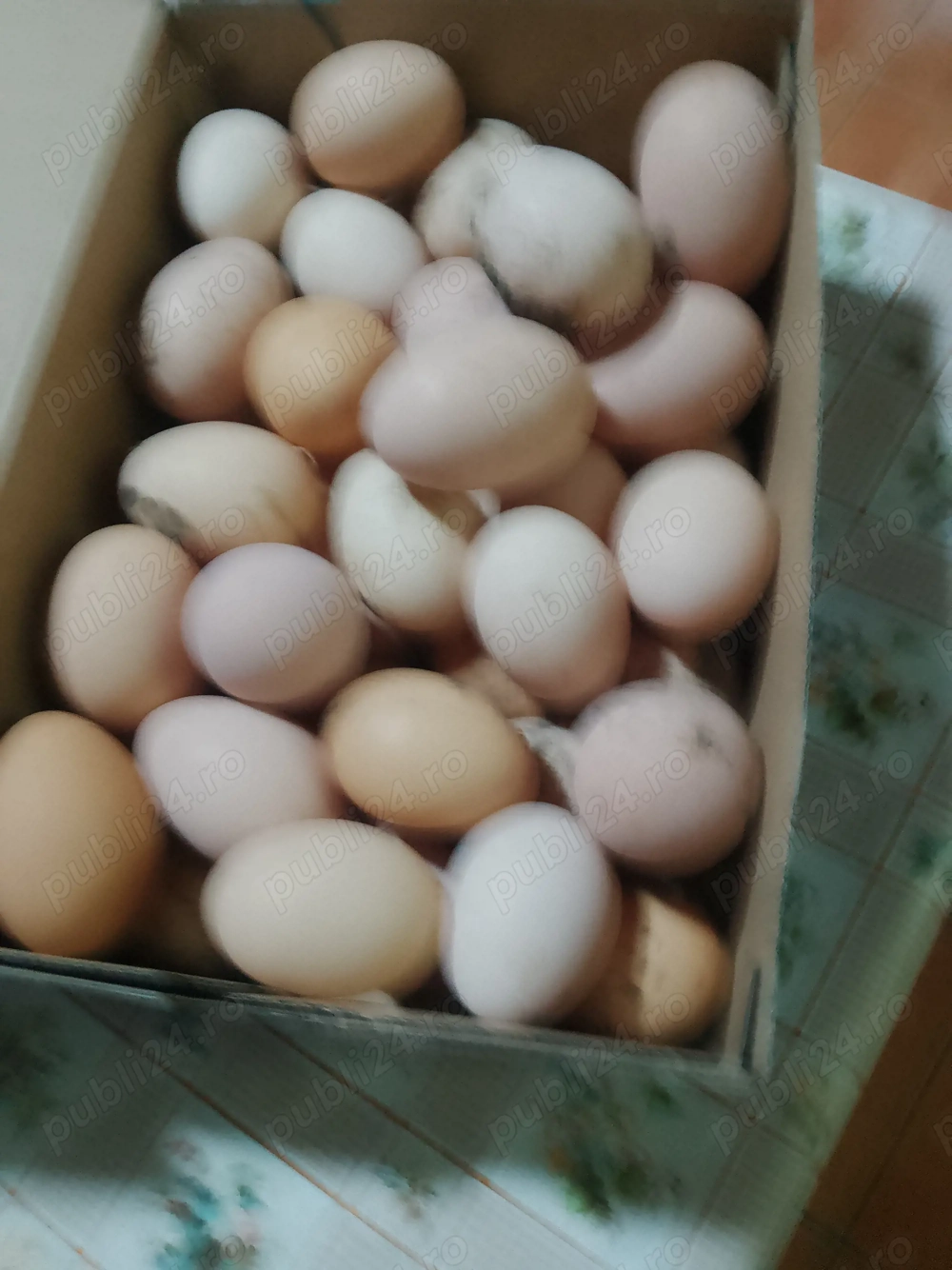 Ouă găini plymouth 