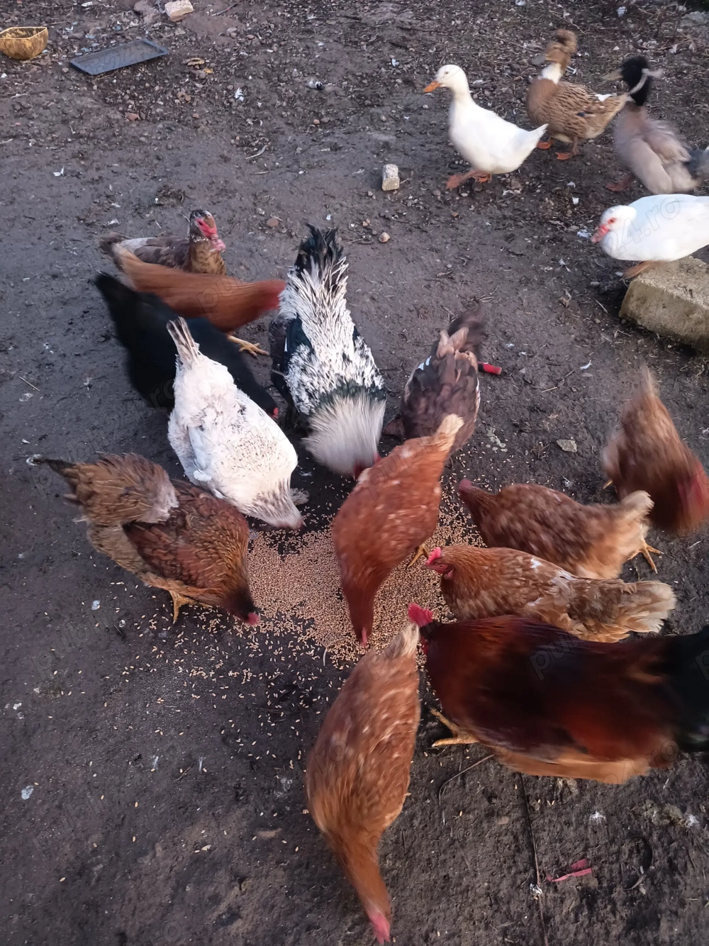 De vinzare găini și rațe crescute la curte