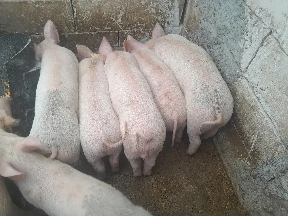 vand purceii de carne