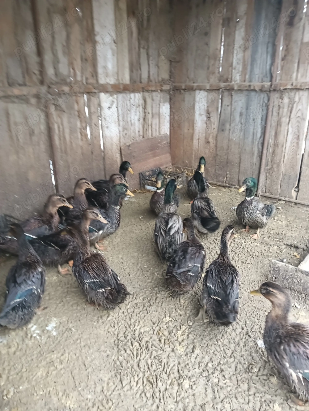 Rațe Rouen de vânzare 