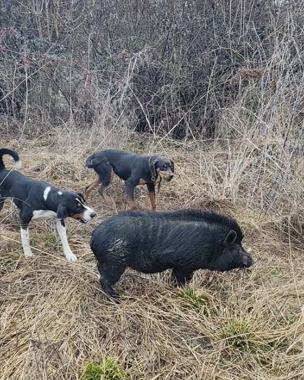 Copoi ardelenesc tricolor