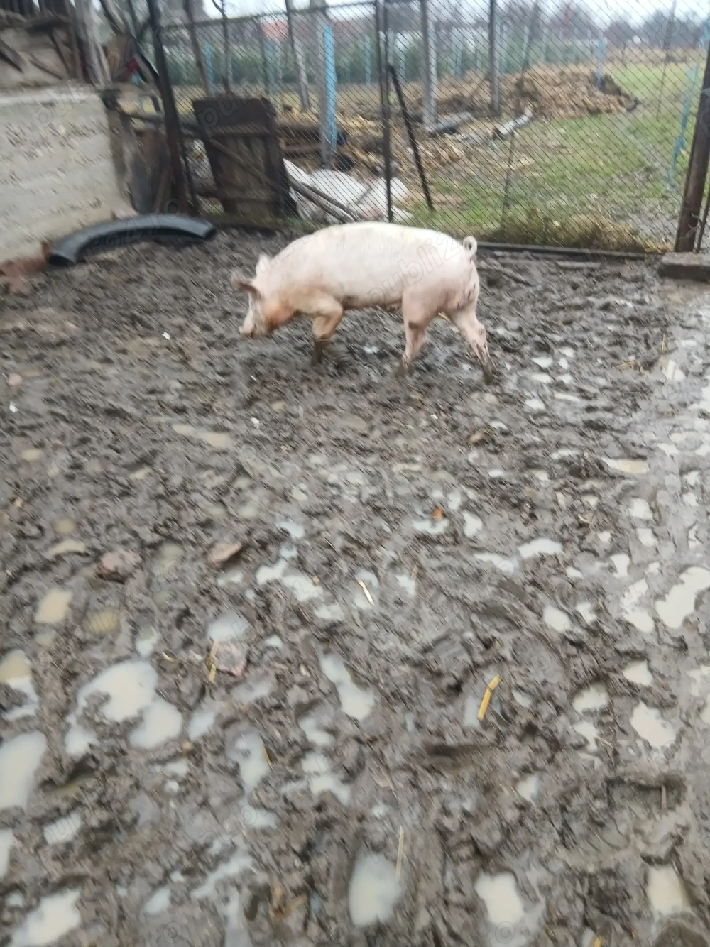 Vând verus 60 kg....................................................................................