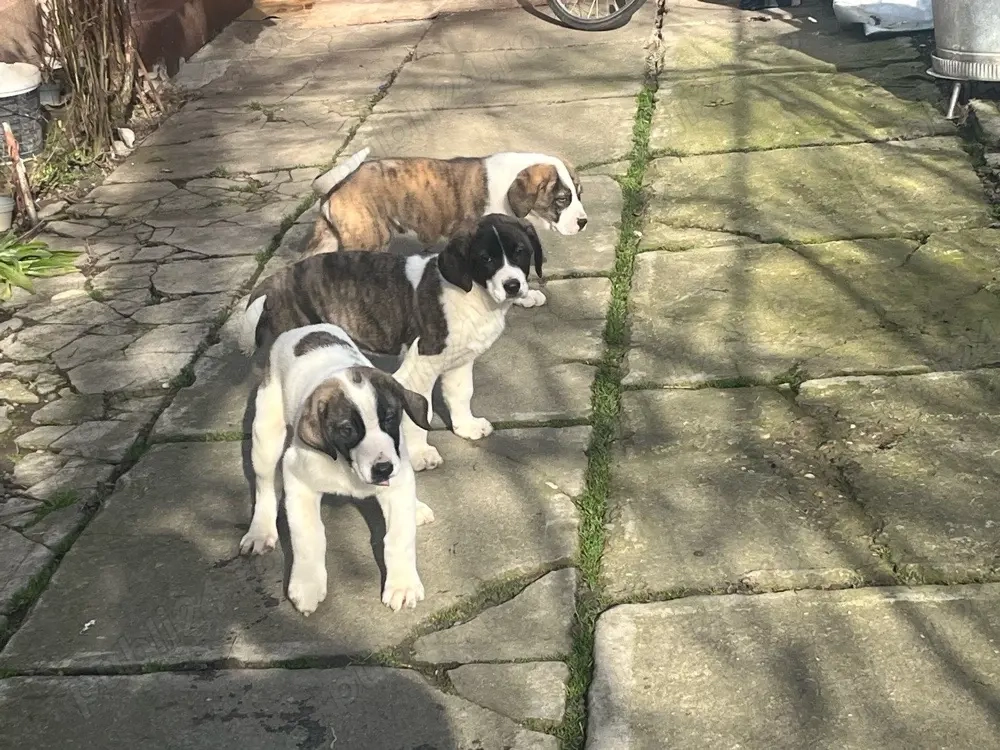 disponibili catelusi ciobanesc de asia centrala 