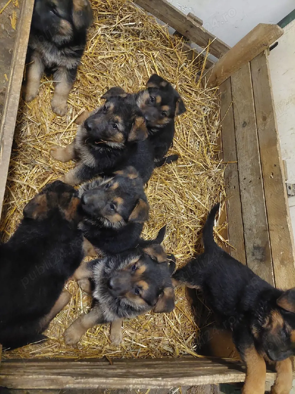 Pui Ciobanesc german