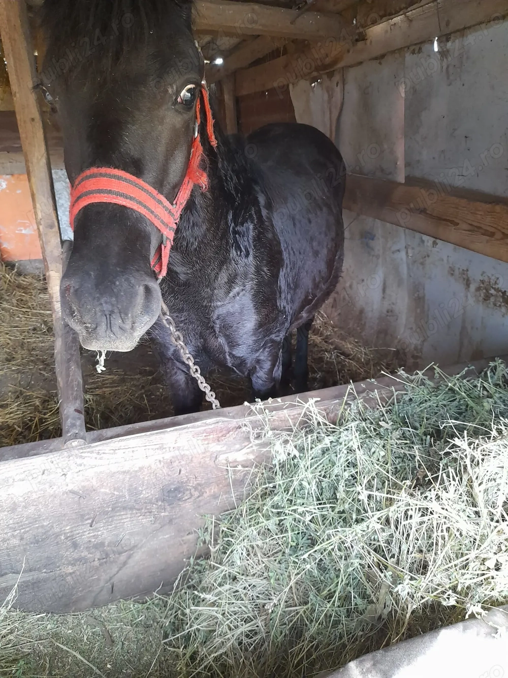 Vând mânză de 8 luni preț 4000 ron