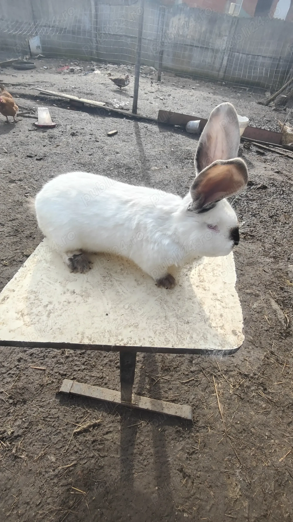 Vând sau schimb mascul uriaș de Transilvania ( cu mascul uriaș german)