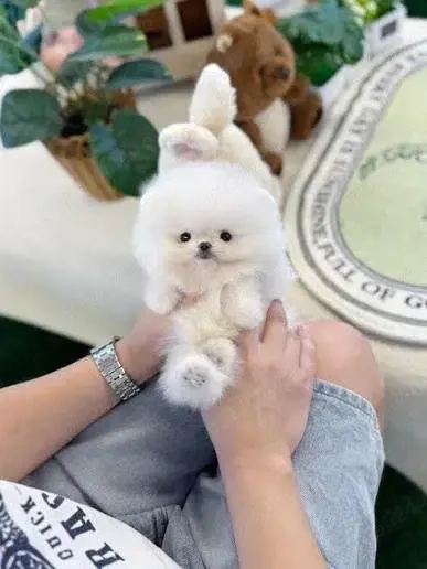 Pomeranian mini toy ursuleț