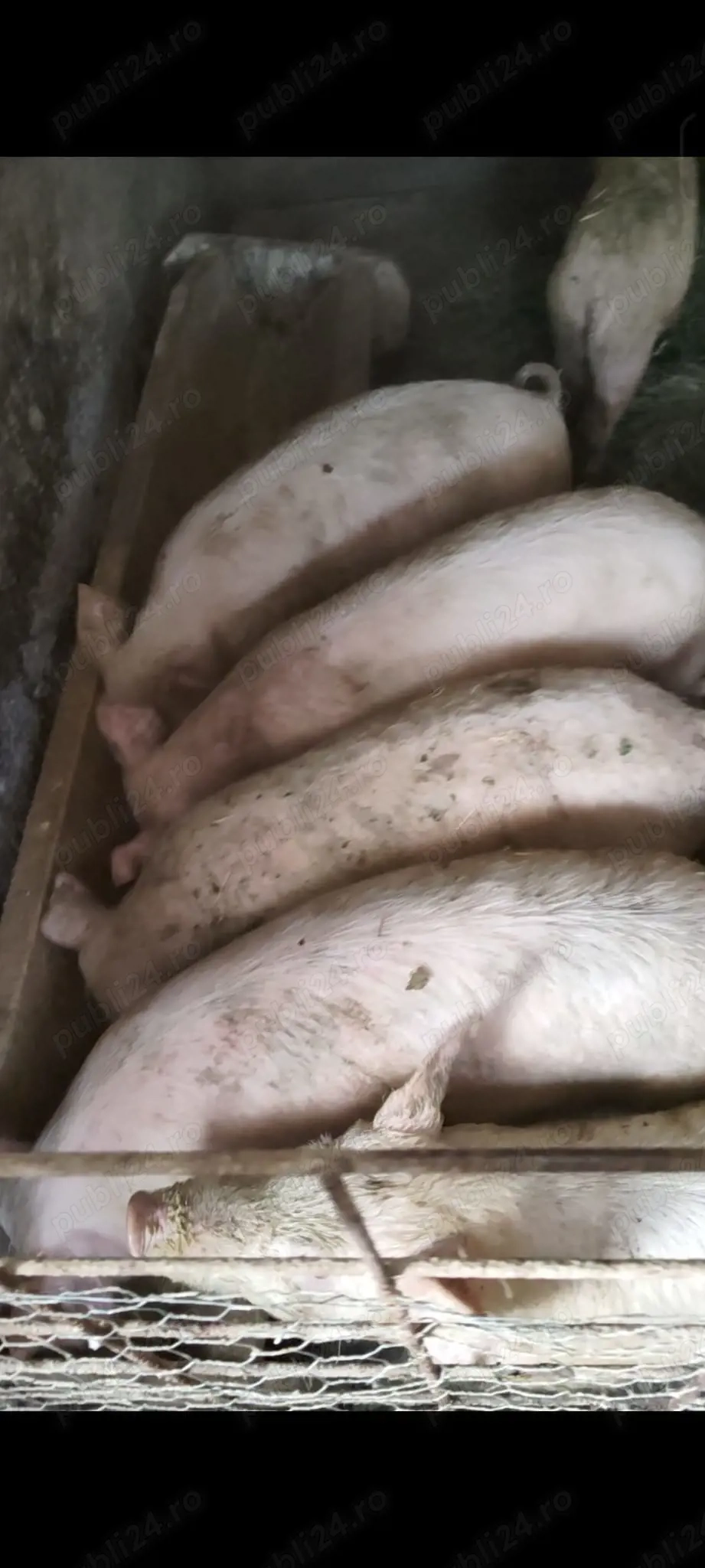 Vand porci marele alb 