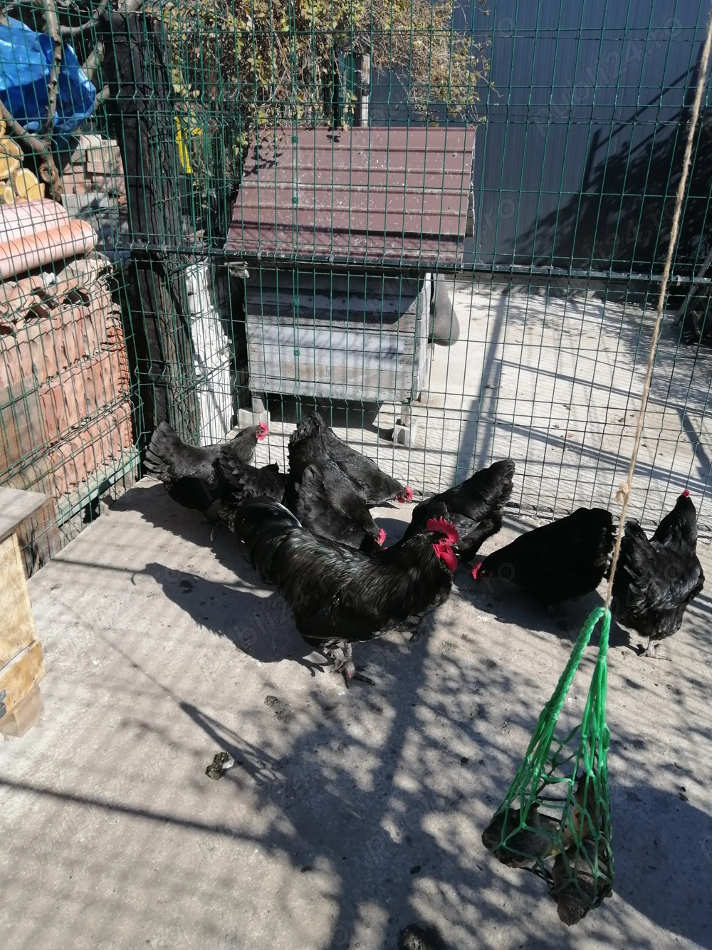 Vand oua de găină austrolop