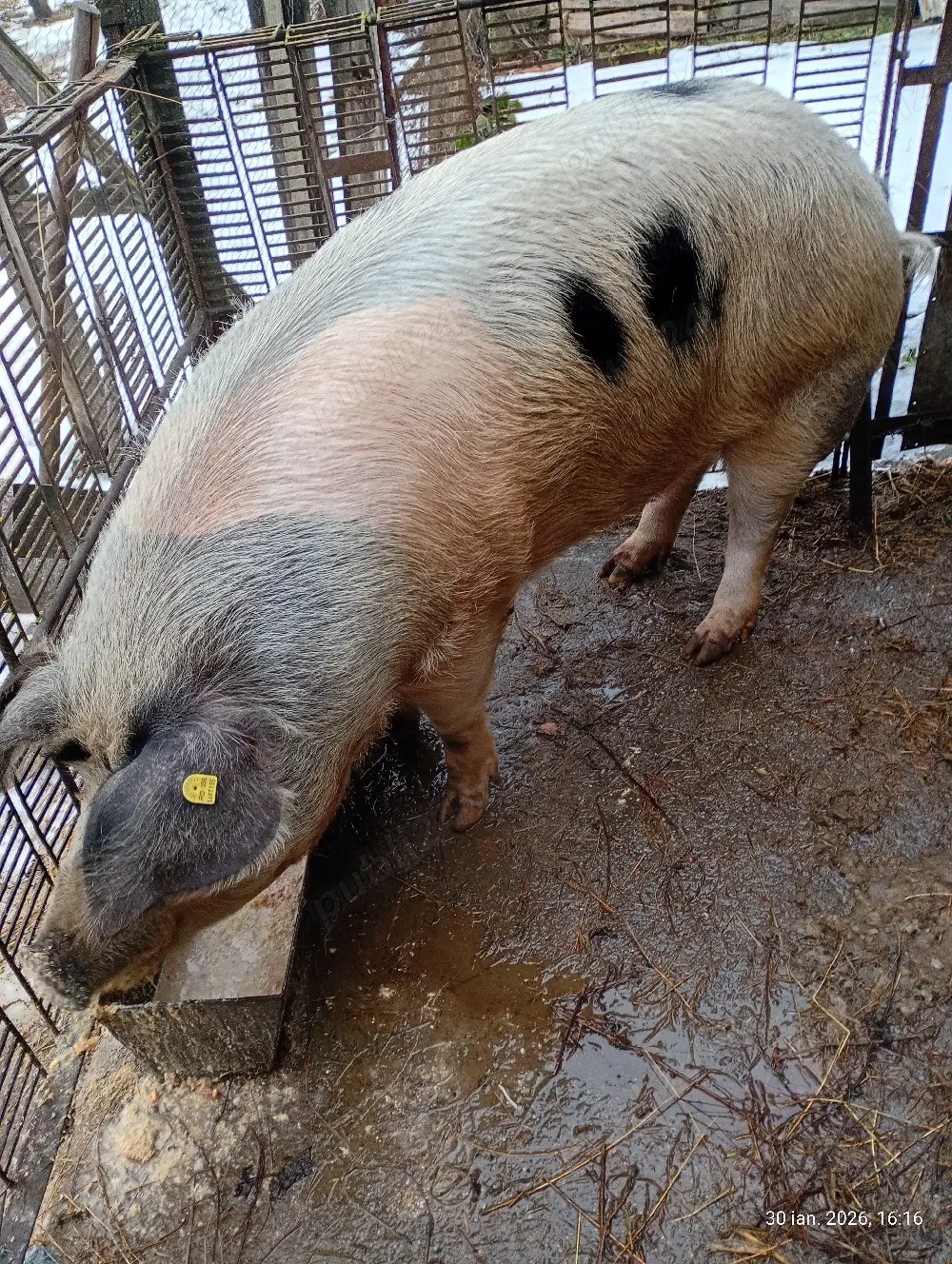 Vindem porc aproximativ 200 kg