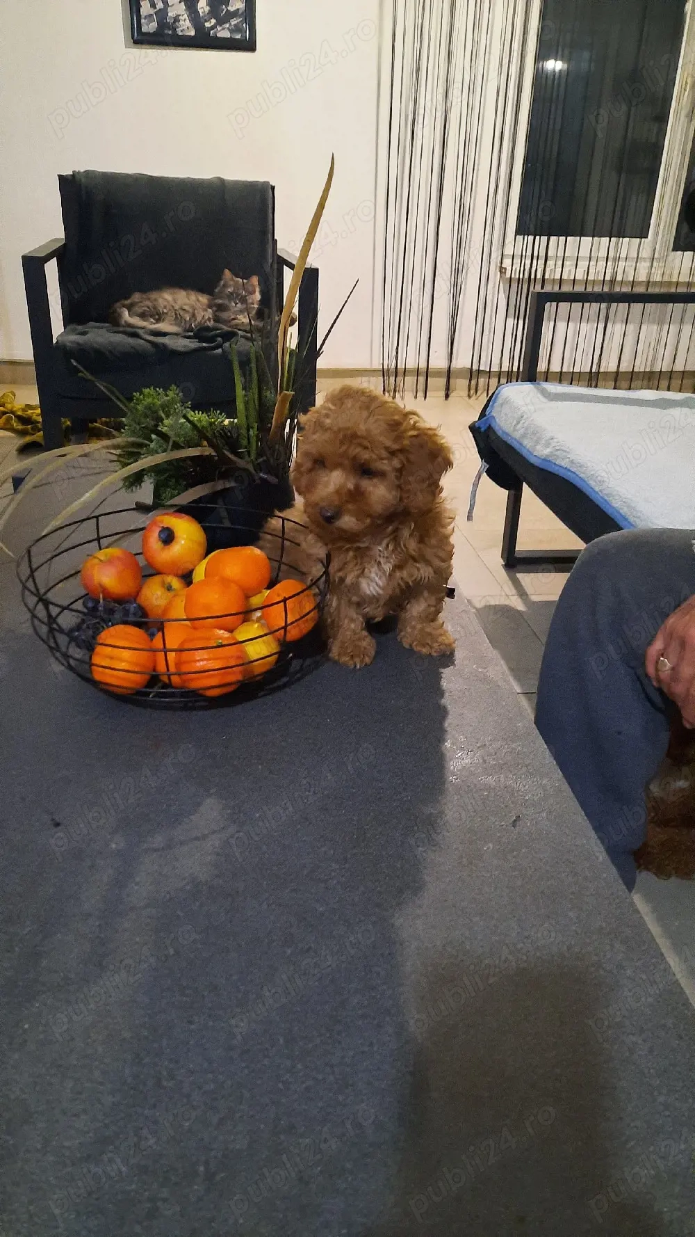 pudel superb baietel