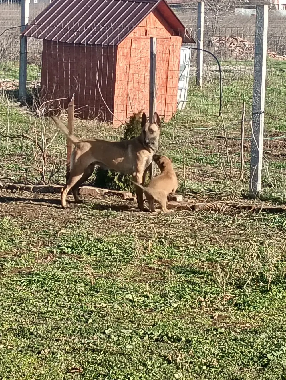 vînd pui de belgian malinois baiat,