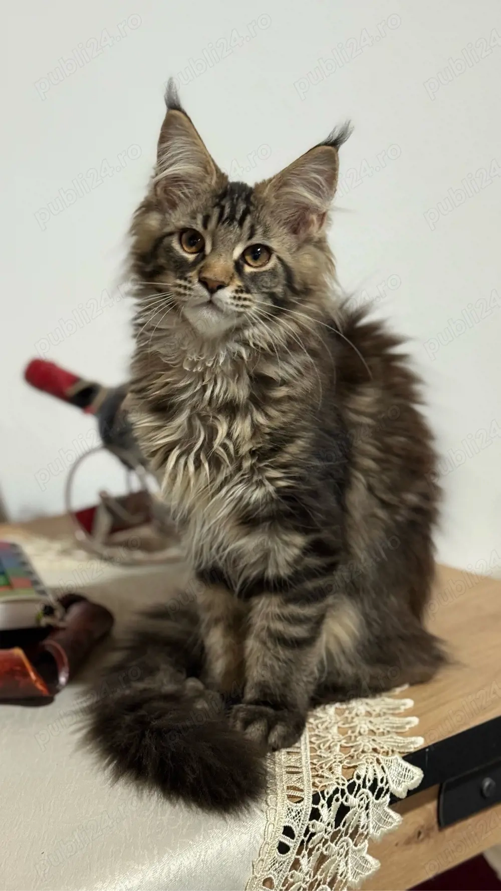 Fetita Maine Coon Pedigree