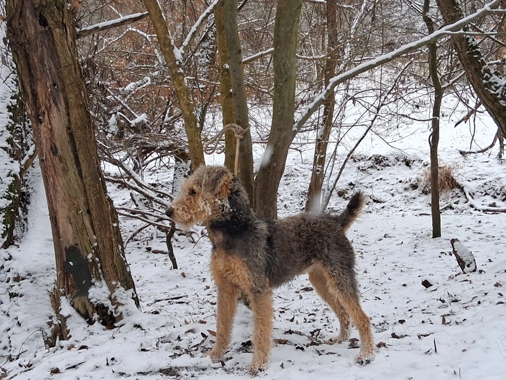 Vand airedale terrier 