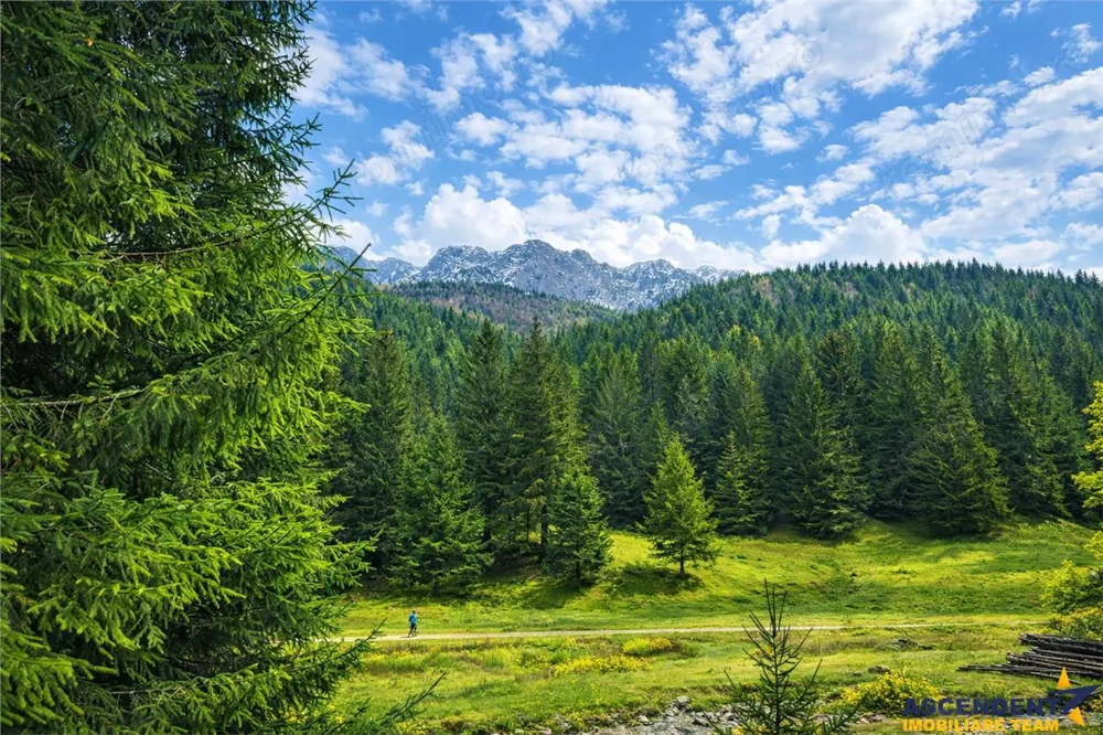 Teren intravilan panoramic 4.600mp,view iconic Piatra Craiului,oportunitate premium