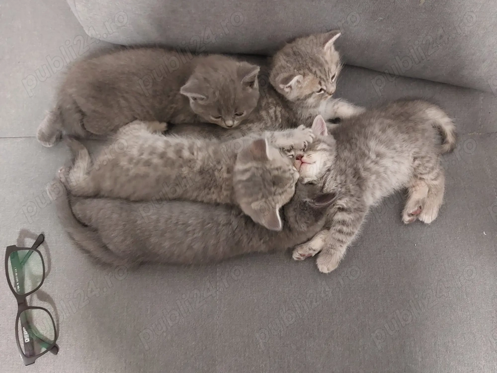  Pisoi deosebiți, născuți pe 30 decembrie, își caută familii iubitoare