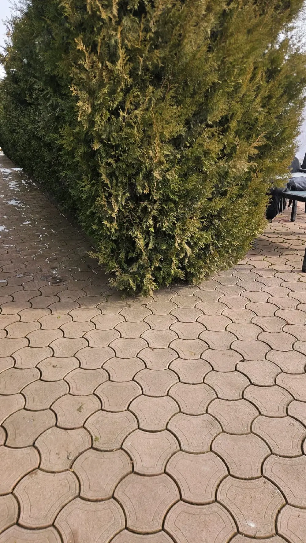 Vând pavele second hand