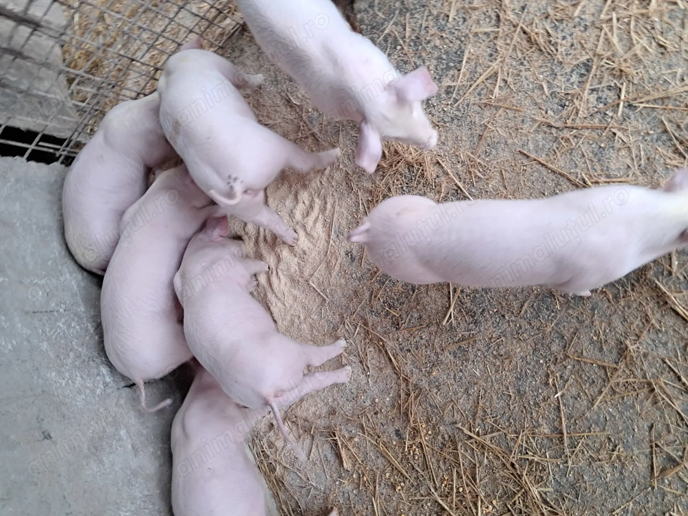 Purcei landrace de vînzare.