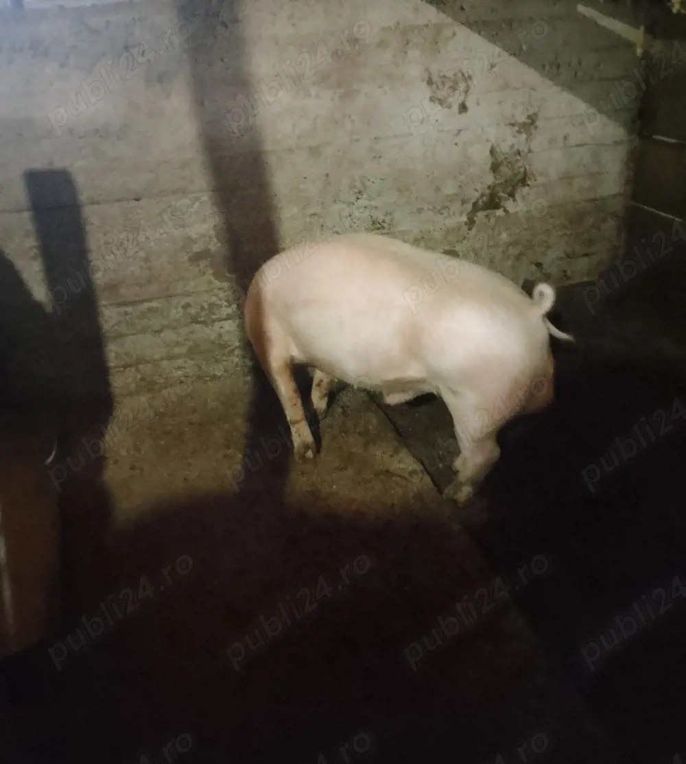 vier de carne pulpă dublă 