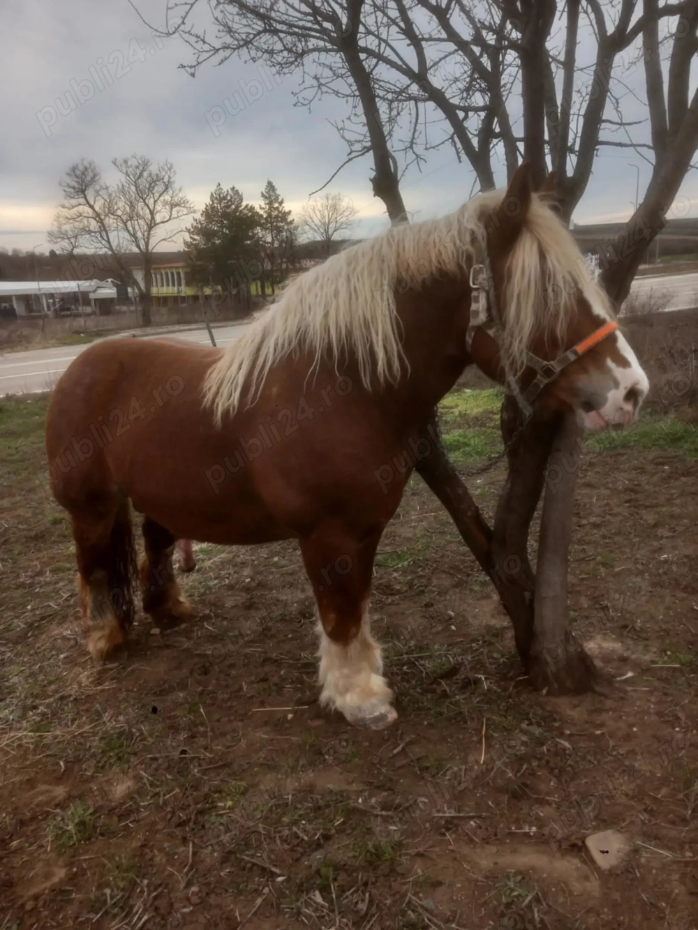 Vând armăsar polonez 