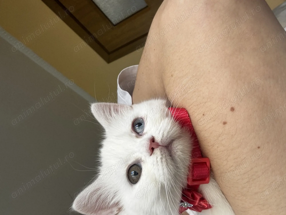 British shorthair alb