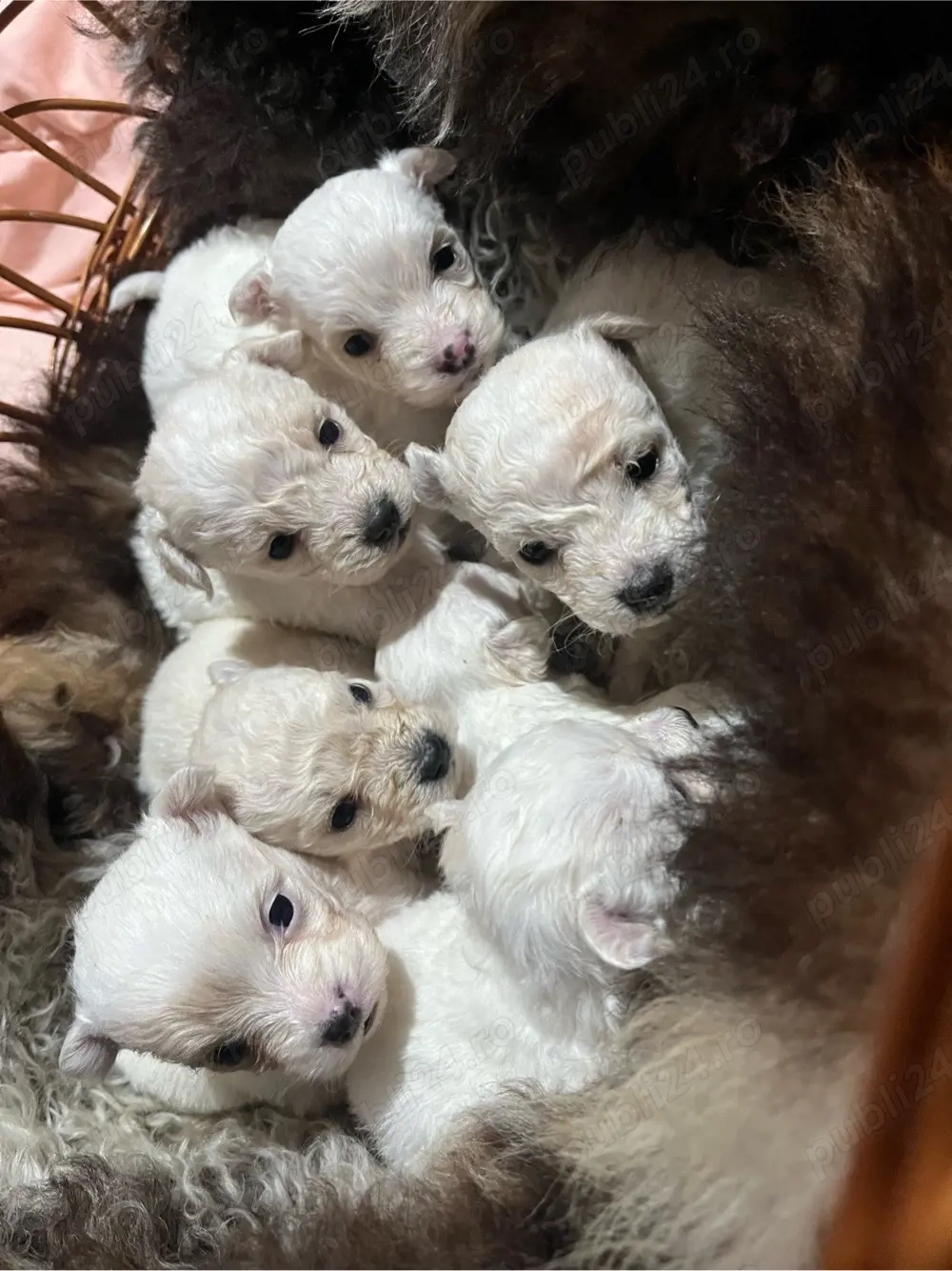 Vand 5 pui de bichon